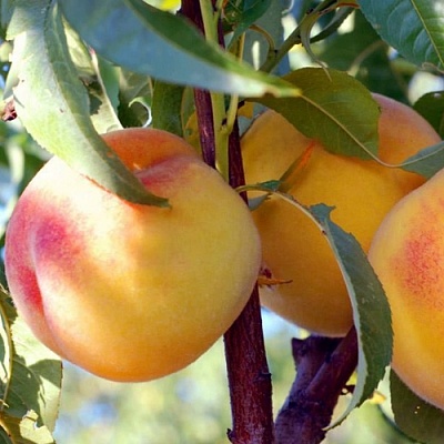 Персики в Нижнем Тагиле