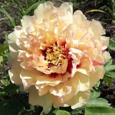 Пион КЕНАРИ БРИЛЛИАНТС ито-гибрид в Нижнем Тагиле