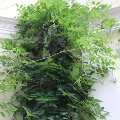 Глициния макростахия БЛЮ МУН в Нижнем Тагиле