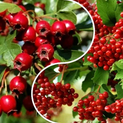 Комплект БУДЬ ЗДОРОВ в Нижнем Тагиле