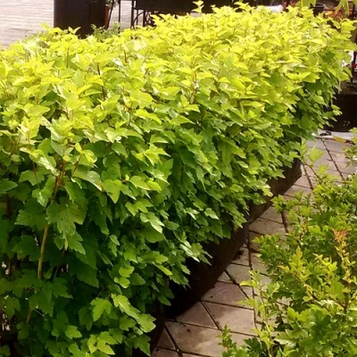 Комплект АНГЕЛ ГОЛД в Нижнем Тагиле