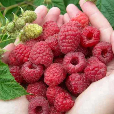 Малина МОЛЛИНГ ДЖУНО в Нижнем Тагиле