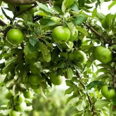 Яблоня ГРЕННИ СМИТ в Нижнем Тагиле