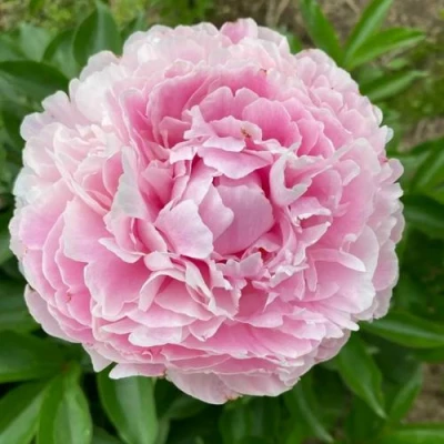 Пион КАТРИН ФОНТЕЙН травянистый в Нижнем Тагиле