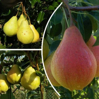 Комплект ТРИ ГРАЦИИ в Нижнем Тагиле