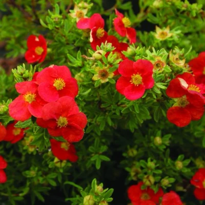 Лапчатка РЕД АЙС кустарниковая в Нижнем Тагиле