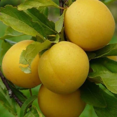 Слива СОЛНЫШКО в Нижнем Тагиле