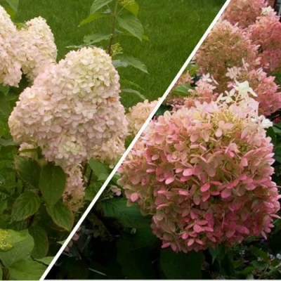 Комплект НЕЖНЫЕ ЧУВСТВА в Нижнем Тагиле