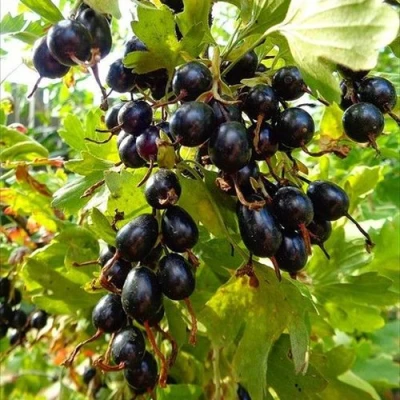 Смородина золотистая ОВАЛЬНАЯ в Нижнем Тагиле