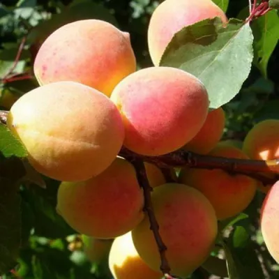 Абрикос СЮРПРИЗ в Нижнем Тагиле