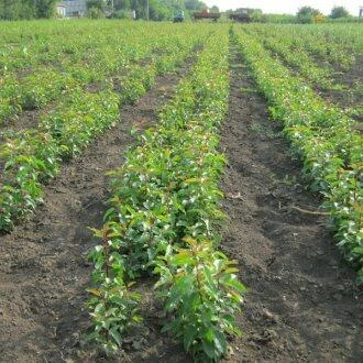 Подвой груши ДИКАЯ ГРУША в Нижнем Тагиле