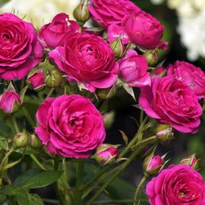 саженцы розы Беби Кримсон