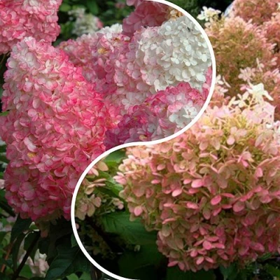 Комплект МАЛИНОВЫЙ ЗАКАТ в Нижнем Тагиле