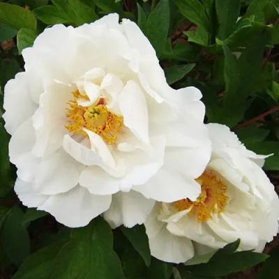 Пион БЕЛЫЙ НЕФРИТ древовидный в Нижнем Тагиле