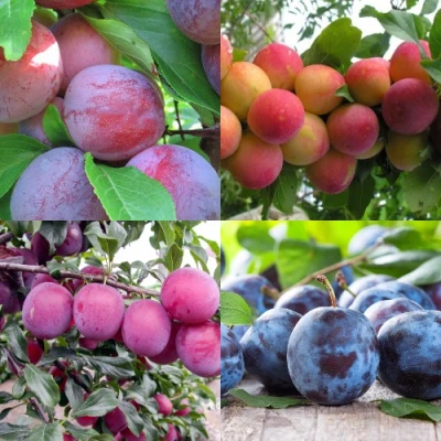 Комплект СЛИВОВЫЙ САД в Нижнем Тагиле