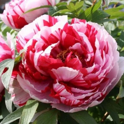 Пион РЕД ВИЗ ПИНК древовидный в Нижнем Тагиле