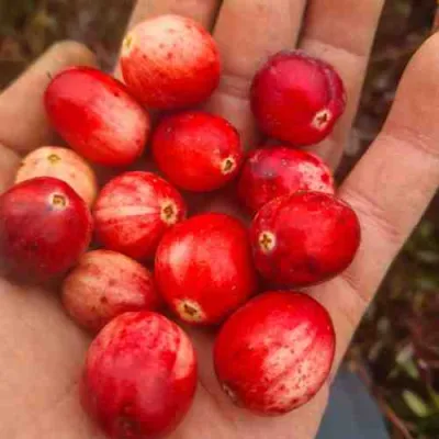 Клюква СТАНКОВИЧ в Нижнем Тагиле