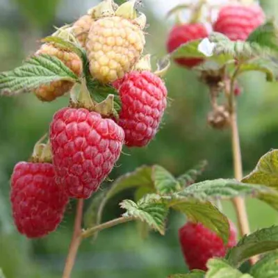 Малина МОЛЛИНГ ДЖУНО в Нижнем Тагиле