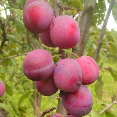 Слива ЭДИНБУРГСКАЯ в Нижнем Тагиле