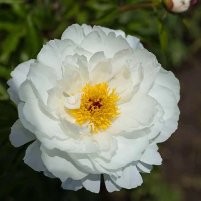 Пион МИСС АМЕРИКА травянистый в Нижнем Тагиле