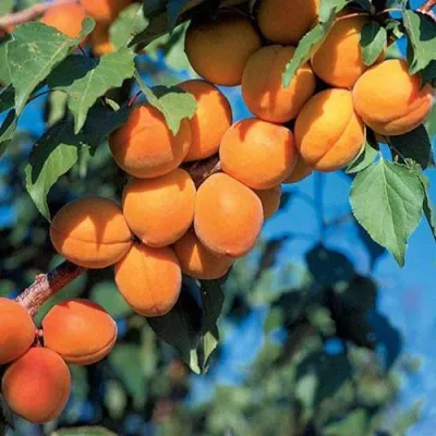 Абрикос ХАРКОТ в Нижнем Тагиле