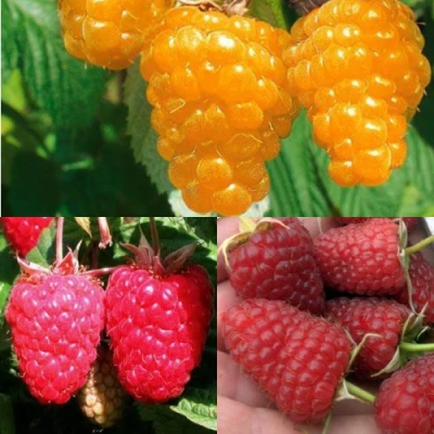 Комплект ЗОЛОТАЯ МАЛИНА в Нижнем Тагиле