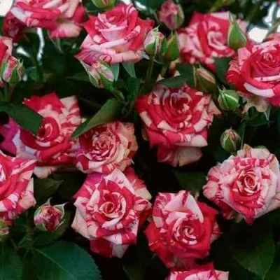 Роза ФАЙЕР ВОРКС миниатюрная в Нижнем Тагиле