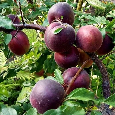 Шарафуга БЕЛЛА РОЯЛЬ в Нижнем Тагиле