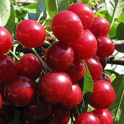 Вишня ГЛУБОКСКАЯ в Нижнем Тагиле