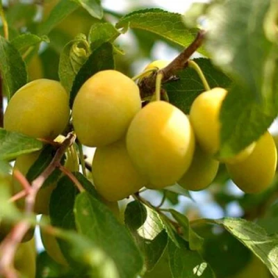 Слива ОЧАКОВСКАЯ ЖЕЛТАЯ в Нижнем Тагиле