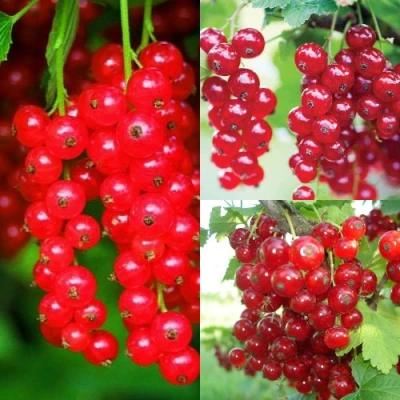 Комплект КРАСНЫЙ УРОЖАЙ в Нижнем Тагиле