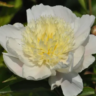 Пион ЗОЛОТАЯ ШПИЛЬКА травянистый в Нижнем Тагиле