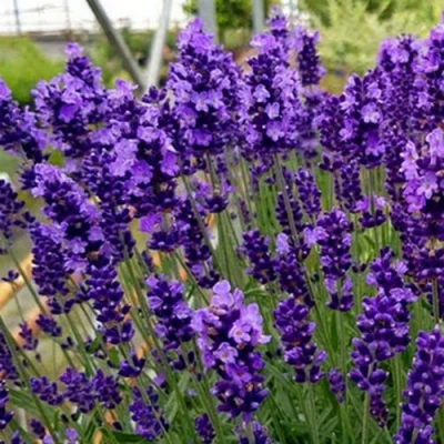 Лаванда ХИДКОТ БЛЮ узколистная в Нижнем Тагиле