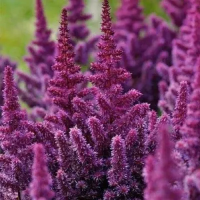 Астильба ПЕПЛ РЕЙН гибридная в Нижнем Тагиле