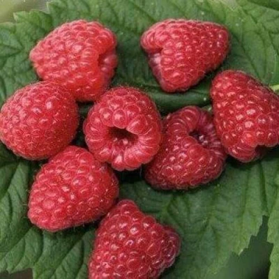 малина Зюгана