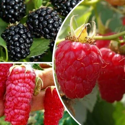 Комплект ЯГОДНЫЙ МИКС в Нижнем Тагиле