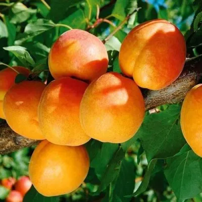 Абрикос СПАДЧЫНА в Нижнем Тагиле
