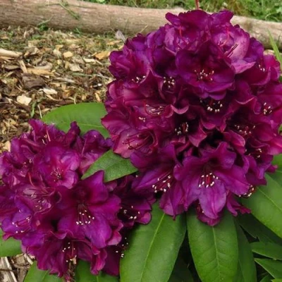 Рододендрон ПОЛАРНАХТ в Нижнем Тагиле