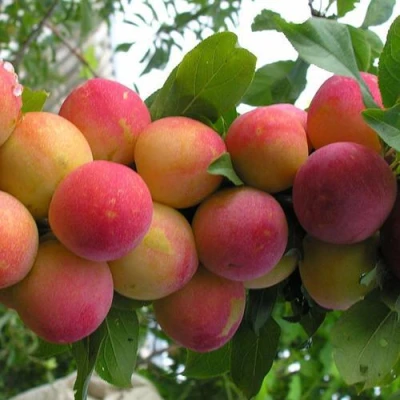 Слива СКОРОПЛОДНАЯ в Нижнем Тагиле