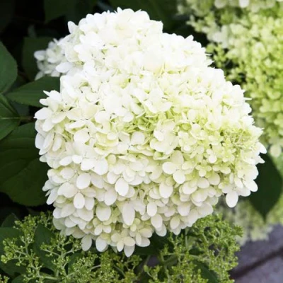 гортензия вайт леди