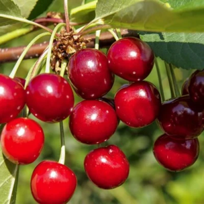 Вишня ЛЮБСКАЯ в Нижнем Тагиле