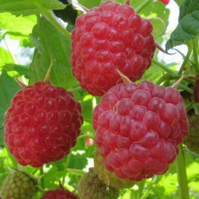 Малина НОВОСТЬ КУЗЬМИНА  в Нижнем Тагиле