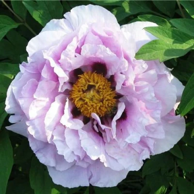 Пион СИНИЙ САПФИР древовидный в Нижнем Тагиле