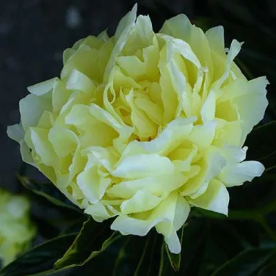 Пион ЗОЛОТАЯ КОЛЕСНИЦА травянистый в Нижнем Тагиле