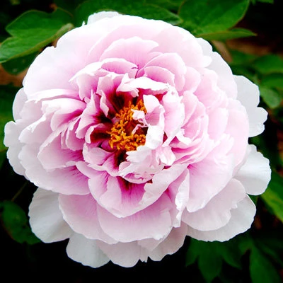 Пион ПЕРСИК ПОД СНЕГОМ древовидный в Нижнем Тагиле