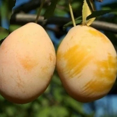 Слива ВАШИНГТОН в Нижнем Тагиле