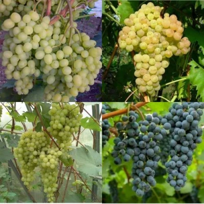 Комплект ВИНОГРАДНАЯ РАДУГА в Нижнем Тагиле