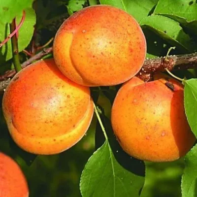 Абрикос СПАДЧЫНА в Нижнем Тагиле