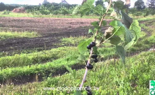 Превью видео