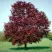 Клен РОЯЛ РЕД остролистный в Нижнем Тагиле